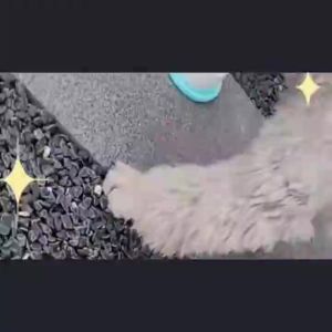 Pet Lick Mat Yogurt Licking Plate Slow Feeder Dogs Cats Interactive Snack Bowl Pet Feeding Dispenser