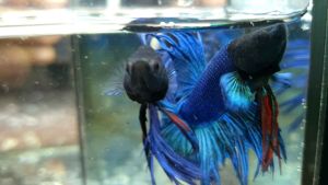 ♨️READY STOCK♨️BETTA MALE CROWNTAIL 🌟SUPER BLUE free female