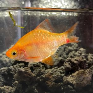 Tiger Barb Orange
