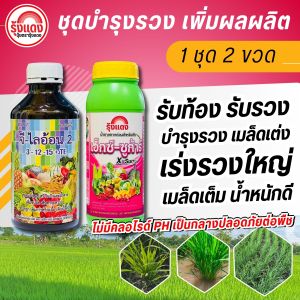 ชุดรับรวง เมล็ดเต่ง รวงเต็ม สะสมอาหาร เพิ่มแป้งน้ำตาล ข้าวรวงใหญ่ เมล็ดเต็ม น้ำหนักดี ขายได้ราคาดี