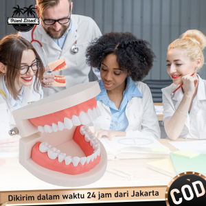 Manekin Gigi Skala 1:1 Model Gigi Edukasi Lepasan Patung Gigi Untuk Belajar Dental Teaching Model