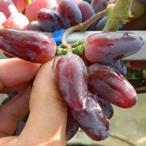 Siap Kirim Bibit Anggur Baikonur Import Valid 100%