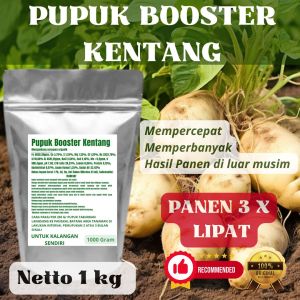 Pupuk Booster Kentang Pelebat Organik Cepat Berbuah Lebat Besar Anti Rontok Pembesar Kentang