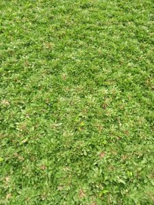 Cỏ lá rừng thái 1 bao 1m vuông ( tặng kèm lọ kích rễ) trồng đươc 2 m vuông ship toàn quốc