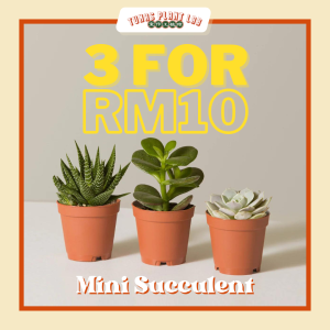 TPL - Real Succulent Mini Cactus live plant 3 for RM10 多肉植物 / 肉肉- REAL LIVE PLANT - RARE INDOOR PLANT