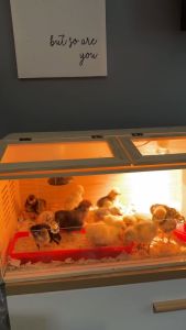 Solid Wood Hamster Cage DIY Habitat Large Transparent Skylight Enclosure Easy Assemble Small Rodent House for Dwarf Hamster