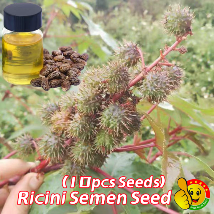 brahmi plant seeds Buy Brahmi Plant