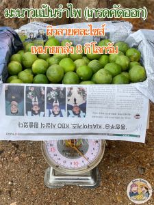 มะนาวแป้นรำไพ ผิวลาย เปลือกบาง น้ำเยอะ ยกลัง 8 กิโลกรัม คละไซส์