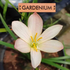 Umbi Bunga Rain Lily Lemonade - Rainlily Zephyranthes Hybrid