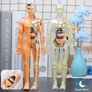 3D Human Body Anatomy Model Toys Plastic DIY Science Early Learning Educational Toy for Kids