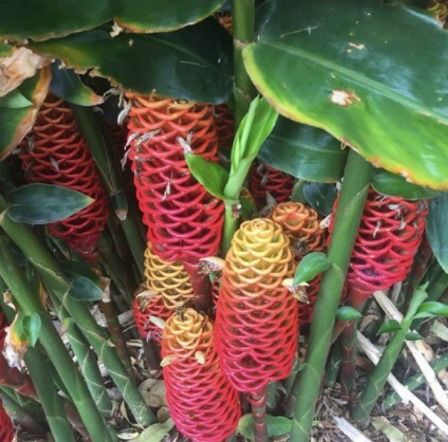 【GW】Pokok Lempoyang ~Lempoyang yang mempunyai banyak KHASIAT DAN PENAWAR ( Lempoyang @ Halia Hutan)