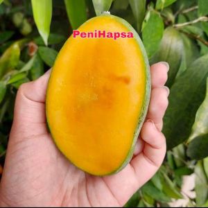 Bibit Mangga Manalagi Super Hasil Okulasi