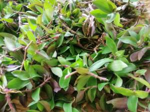 หญ้าไผ่น้ำ หญ้าไผ่น้ำสด​ หญ้าไผ่น้ำอินทรีย์​ ชุดครึ่งกิโลกรัม และ  1 กิโลกรัม​