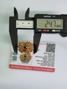 Original Rudraksha 12 Mukhi ( 12 Faces/ 12 Mugam) Rudraksha Bead With Lab Certificate
