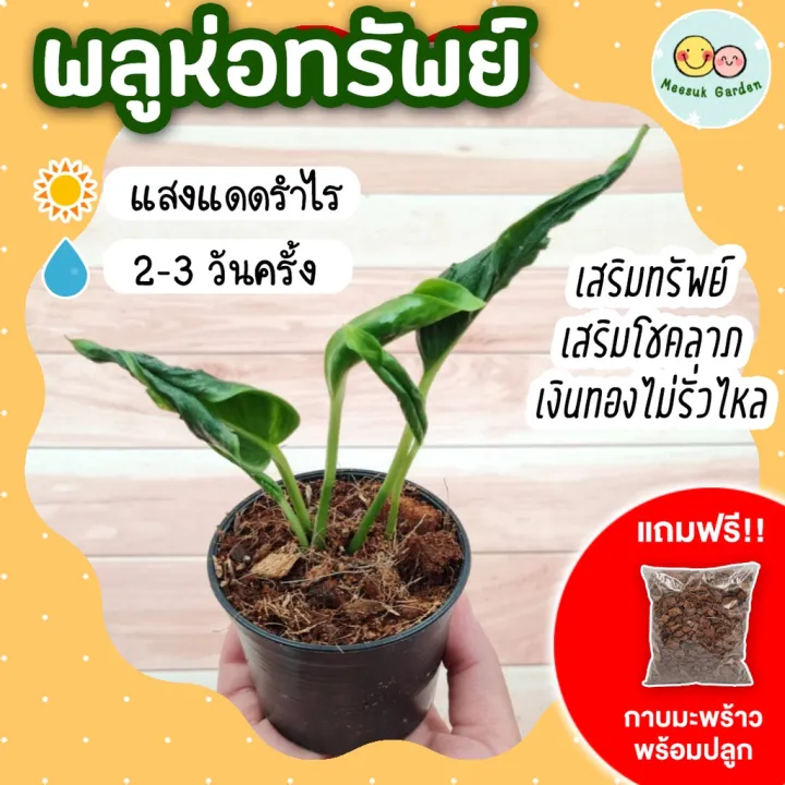 ต้นพลูห่อทรัพย์ ไม้มงคล ไม้ฟอกอากาศ พร้อมกาบมะพร้าว