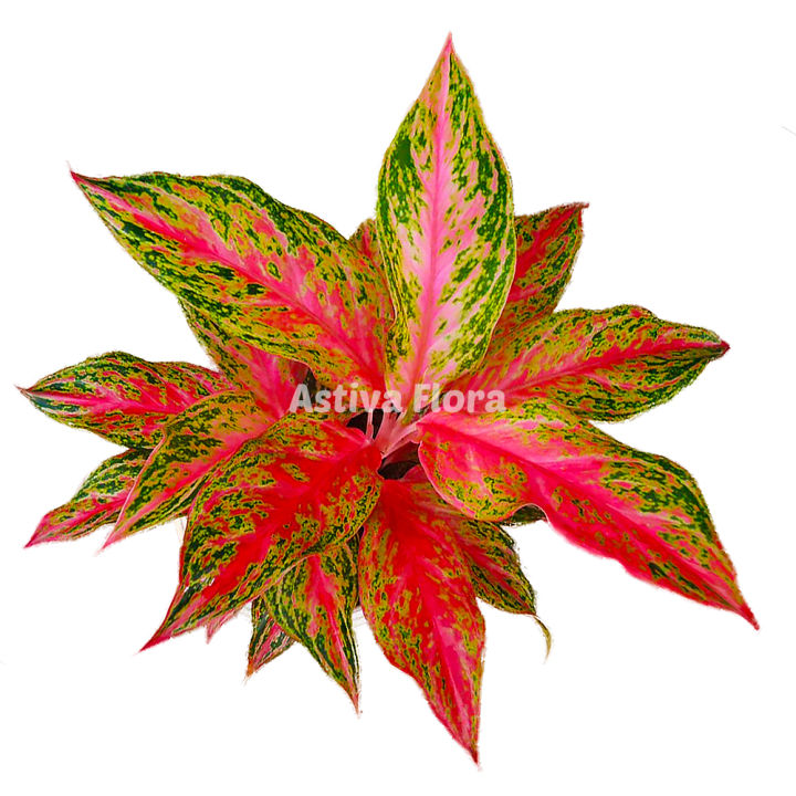 Aglonema Butterfly Aglaonema Butterfly | Lazada Indonesia