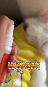 Antifungal Pipot Skin Spray For Dogs And Cat Skin Disease Itch Relief Cat Hair Loss Ringworm Eczema
