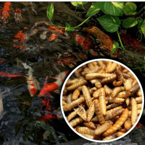 1kg sâu canxi sấy (Sâu con to) thức ăn cho cá koi cá rồng cá cảnh