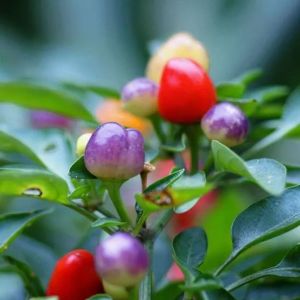 พริกหวานหลากสี ผักในกระถางสี่ฤดูสำหรับระเบียง พริกหวานหลากสีที่กินได้