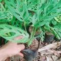 tanaman bunga Hias Monstera Oblique janbol-Janda Bolong-pohon janda bolong. 