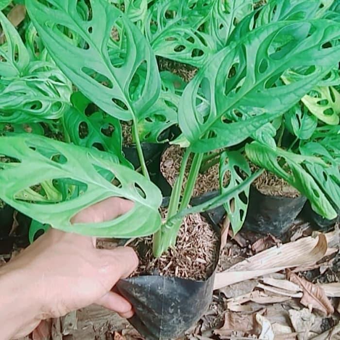 tanaman bunga Hias Monstera Oblique janbol-Janda Bolong-pohon janda bolong