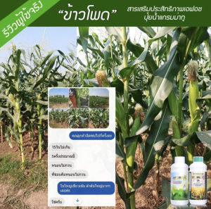 ชุดกลาง 2 ใบเขียวเข้ม แตกใบอ่อน ต้นสมบูรณ์ เร่งดอก เร่งผล เพิ่มผลผลิต เอฟอชสารจับใบ 1 ลิตร+ปุ๋ยน้ำแกรมม่าทู 500 ซีซี