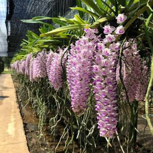 เอื้องไอยเรศ กล้วยไม้ 6 นิ้ว ต้นคู่ ขนาด 6 คู่ ออกดอกเดือน พฤษภาคม-มิถุนายน 🌸 - ขุนเขา