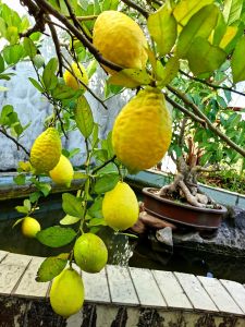 Cây giống chanh vàng mỹ e có cả cây đang quả nhé
