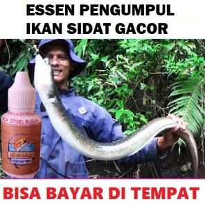 ESSEN PENGUMPUL IKAN SIDAT SIGACOR 30ML