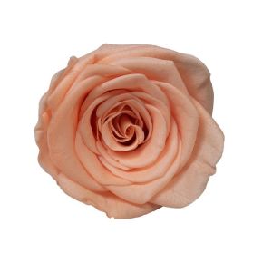 8pcs Preserved Rose (Grade A) 4-5cm | Bunga | Surprise | Gift | Bouquet | Valentines | Hadiah |