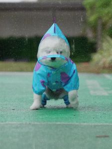 Pet dog raincoat four legged waterproof package small and medium-sized dog outdoor raincoat cat supplies can tow bears