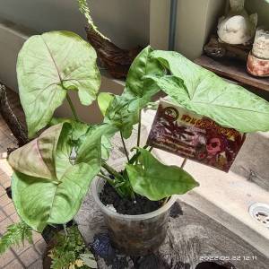 (ได้ต้นในรูป) ออมนาค ต้นออมนาค ออมนาก ไม้มงคล ไม้ฟอกอากาศ ไม้ประดับ ต้นไม้ ไม้ใบ จัดสวน พืช ฮวงจุ้ย โต๊ะทำงาน ซิงโกเนียม syngonium orm nak m24