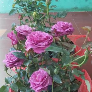 MAWAR UNGGU / MAWAR HOLLAND