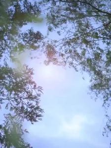 【Two day delivery】Double door refrigerator/with refrigeration and freezing/Level 1 energy-efficient/small refrigerator