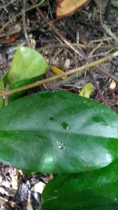 Akar Kayu Bajakah Merah: Herbal Orang Dayak Kalimantan