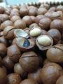 Hạt Macca sấy nứt_ Macca Tươi Thủy (500gr có kèm đồ tách hạt). 