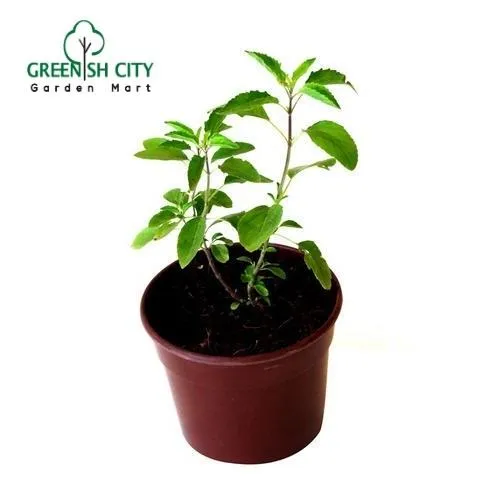 GNC Thulasi Holy Basil Herbs Live Plant Pokok Herba Lazada