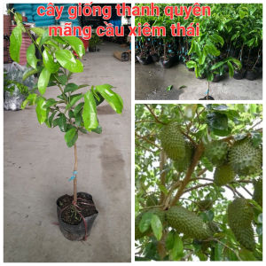 CÂY GIỐNG MÃNG CẦU XIÊM THÁI hay còn gọi MÃNG CẦU GAI cây lớn cao 1m đến 1m5(cây ghép bo)