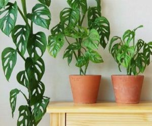 Monstera  Adonsinii live plant 2 to 3 leaves