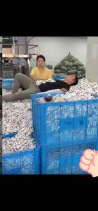 🔥Ready Stock现货🔥Tuala Mampat/Tuala Pakai/Compressed Large Towel/30*60 Face Cleaning Travel Essential Bath Towel/浪莎30X60压缩大毛巾超加厚加大一次性纯棉擦脸洁旅行必备洗脸巾