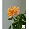 กุหลาบ สีน้ำผึ้ง โกลเด้นท์ บุดด้า Golden Buddha Rose(อเมริกา). 