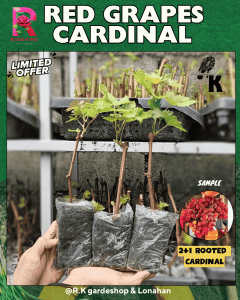CARDINAL PLANTS GRAPES SEEDLINGS ROOTED  LIMITED STOCKS LANG TO MATAMIS AT MALAKI ANG BUNGA.
