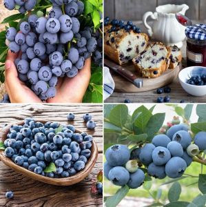 (30pcs) Blueberries Fresh Fruit Seeds Non GMO Berry Seeds
