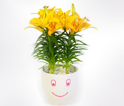 B%E1%BB%99%205%20c%E1%BB%A7%20gi%E1%BB%91ng%20hoa%20ly%20l%C3%B9n%20hoa%20m%C3%A0u%20v%C3%A0ng%20-%20Image%2010