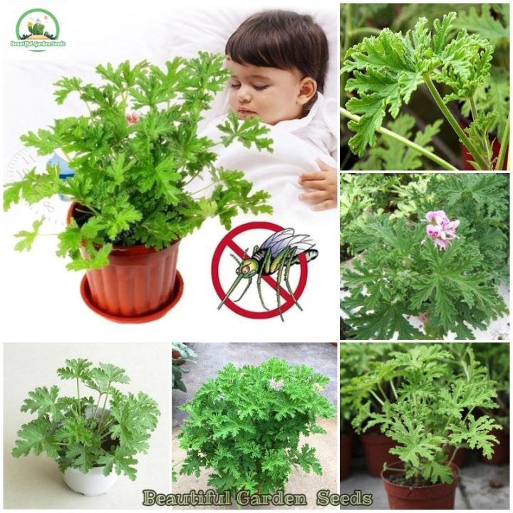 ( Promotion+++) คุ้มที่สุด เมล็ดยากันยุง Mosquito Repelling Grass Seeds ...