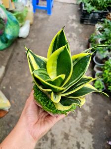 Cây lưỡi hổ thái lùn mini lá viền vàng để bàn gồm chậu biểu tượng của sức mạnh cá nhân mạnh mẽ mang đến sự thịnh vượng cho gia chủ Minh Hân Garden