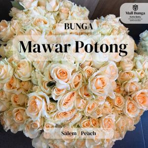 Bunga Mawar Potong salem Peach Segar untuk Buket Dekorasi Hadiah Rose