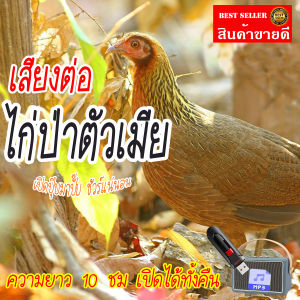 เทพไรแดง888 เสียงต่อไก่ป่าตัวเมีย แฟลชไดร์ฟ USB ต่อไก่ป่าตัวเมีย เสียงดังฟังชัด เสียงนกแท้ เสียงดังฟังชัด100% เข้าง่ายติดง่าย Kit545