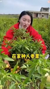 Four-season ginseng fruit easy to grow ginseng fruit on the balcony or in the small yard fruit and vegetables