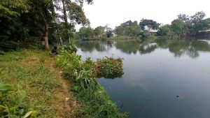 Esen Ikan Mujaer Nila Ampuh: Esensinya Tahan Lama & Berkualitas